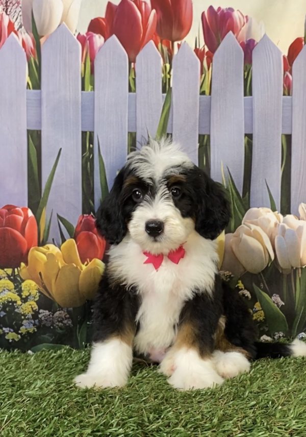 Ms. Hannah the F2 Mini-Bernedoodle puppy