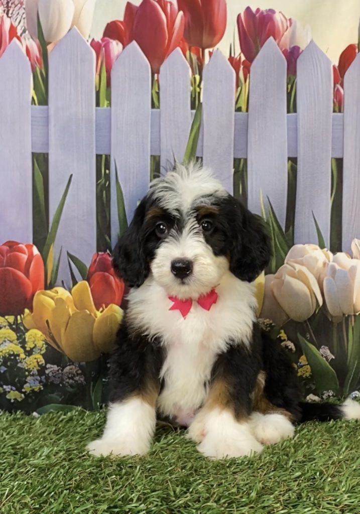 Photo of Ms. Hannah the F2 Mini-Bernedoodle puppy