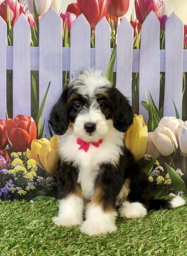 Photo of Ms. Hannah the F2 Mini-Bernedoodle puppy