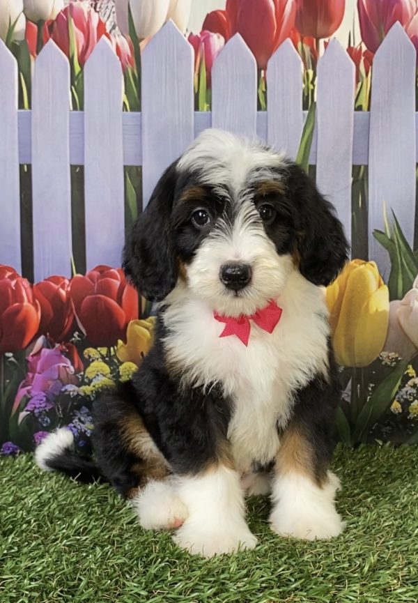 Photo of Ms. Hannah the F2 Mini-Bernedoodle puppy