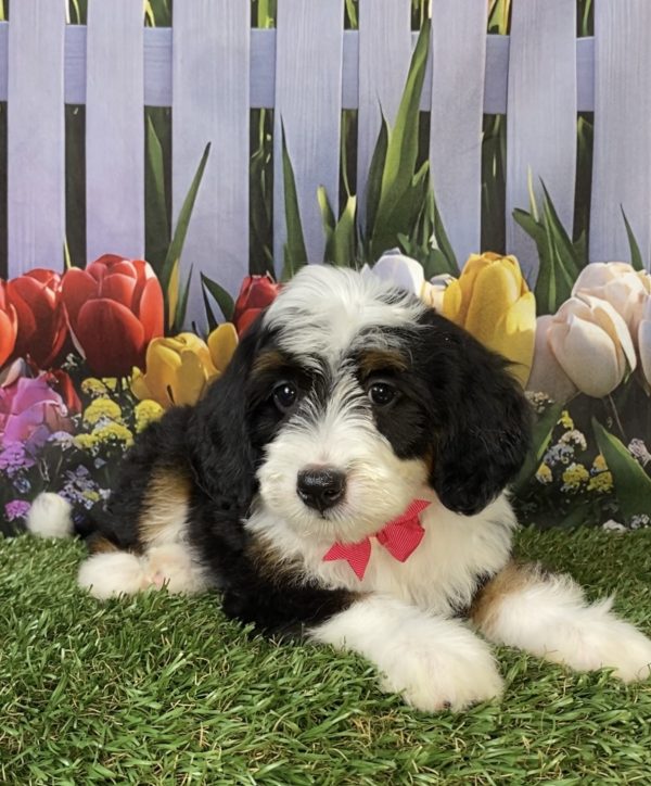 Photo of Ms. Hannah the F2 Mini-Bernedoodle puppy