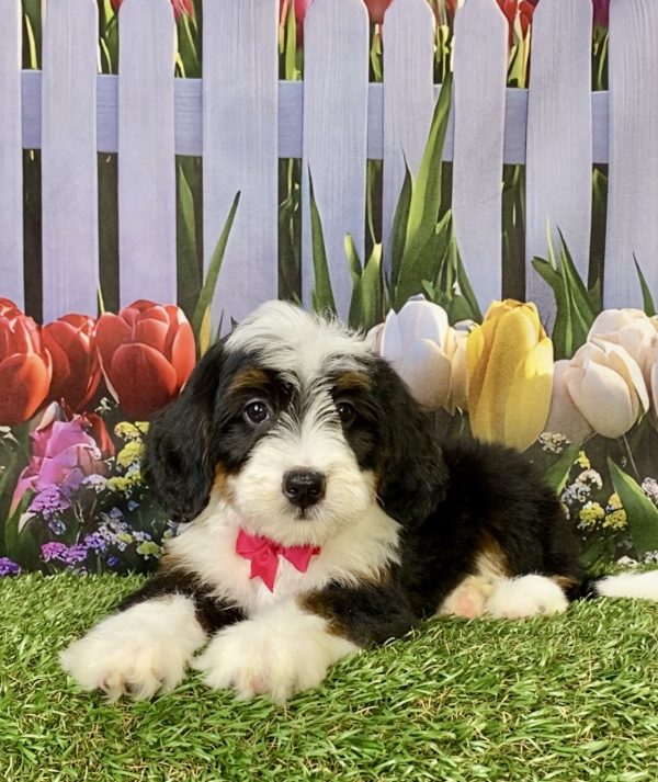 Photo of Ms. Hannah the F2 Mini-Bernedoodle puppy