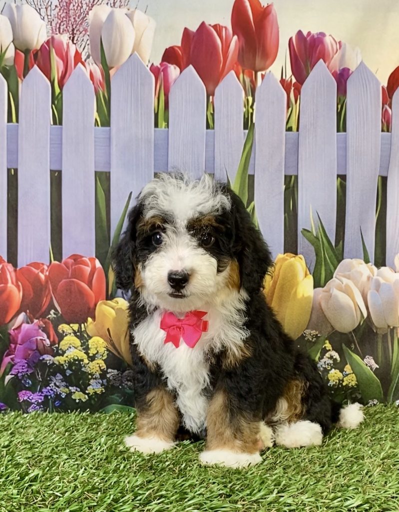 Photo of Ms. Hope the F2 Mini-Bernedoodle puppy