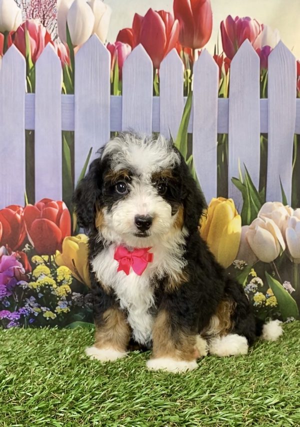 Photo of Ms. Hope the F2 Mini-Bernedoodle puppy