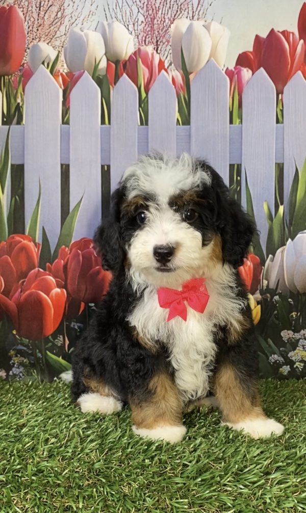 Photo of Ms. Hope the F2 Mini-Bernedoodle puppy