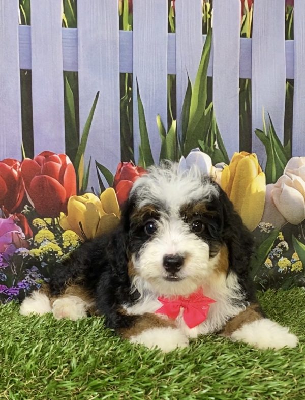 Photo of Ms. Hope the F2 Mini-Bernedoodle puppy
