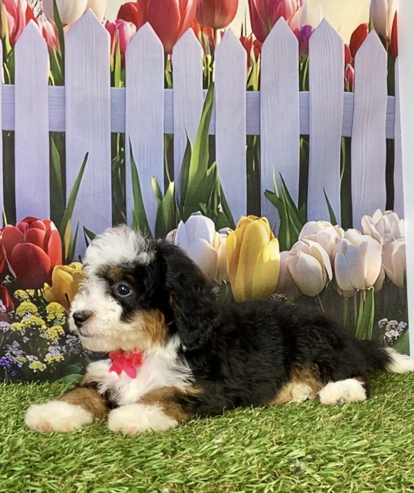 Photo of Ms. Hope the F2 Mini-Bernedoodle puppy