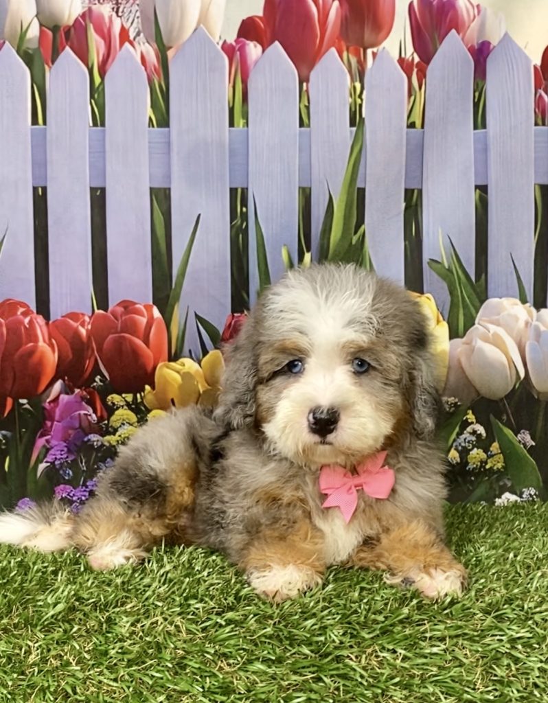 Photo of Ms. Indigo the F2 Mini-Bernedoodle puppy