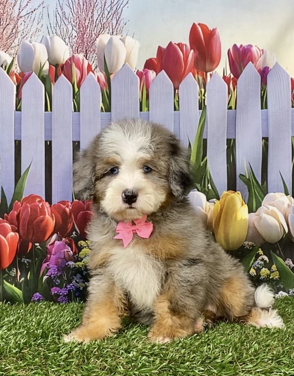Photo of Ms. Indigo the F2 Mini-Bernedoodle puppy
