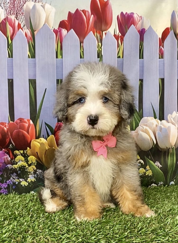 Photo of Ms. Indigo the F2 Mini-Bernedoodle puppy