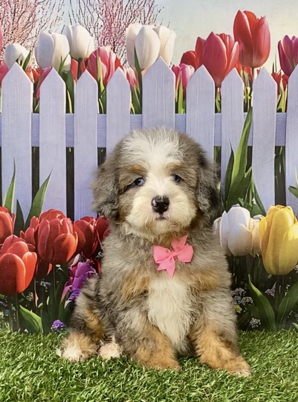 Photo of Ms. Indigo the F2 Mini-Bernedoodle puppy