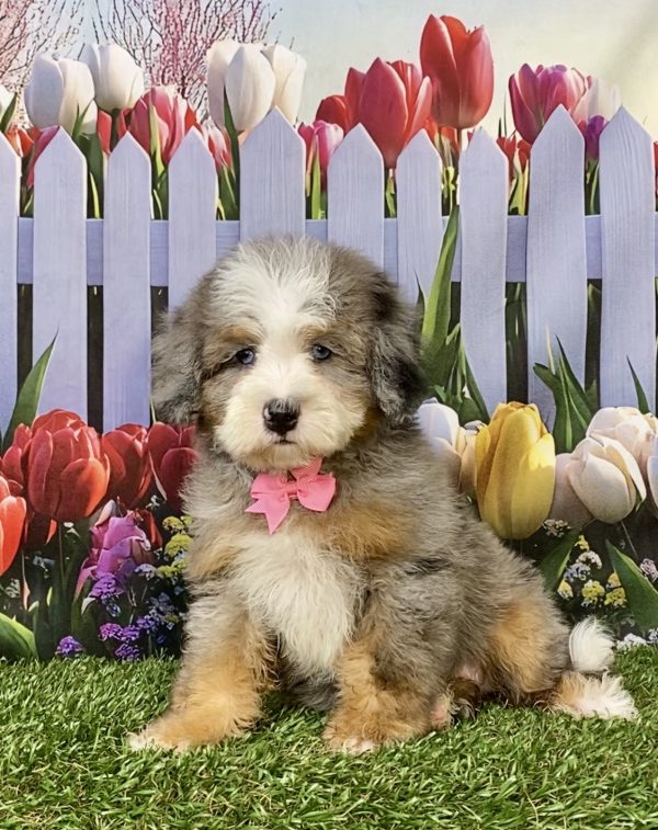 Photo of Ms. Indigo the F2 Mini-Bernedoodle puppy