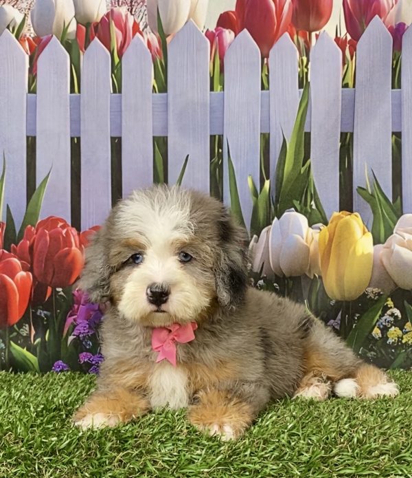 Photo of Ms. Indigo the F2 Mini-Bernedoodle puppy