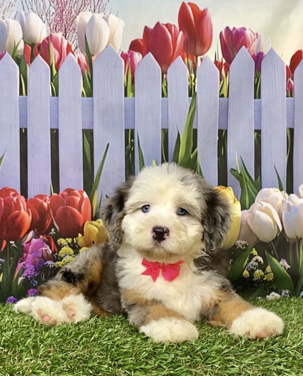 Photo of Ms. Irene the F2 Mini-Bernedoodle puppy