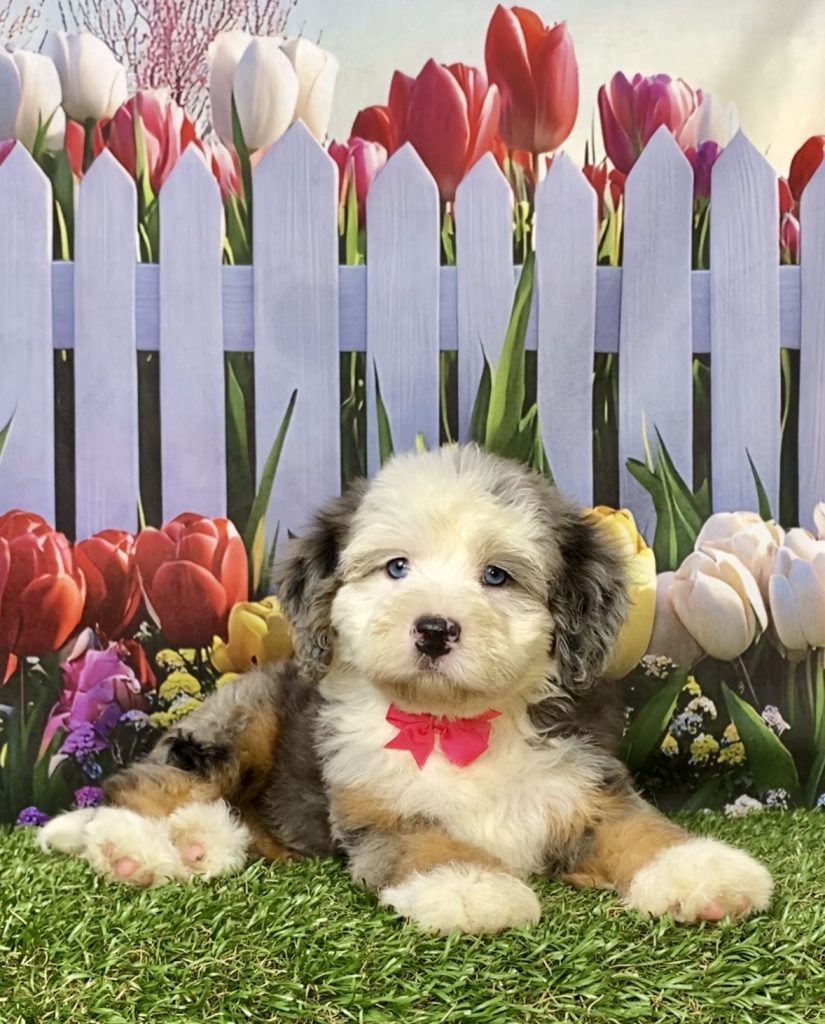 Photo of Ms. Irene the F2 Mini-Bernedoodle puppy