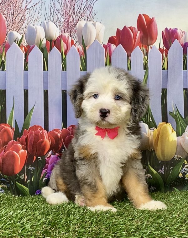 Photo of Ms. Irene the F2 Mini-Bernedoodle puppy
