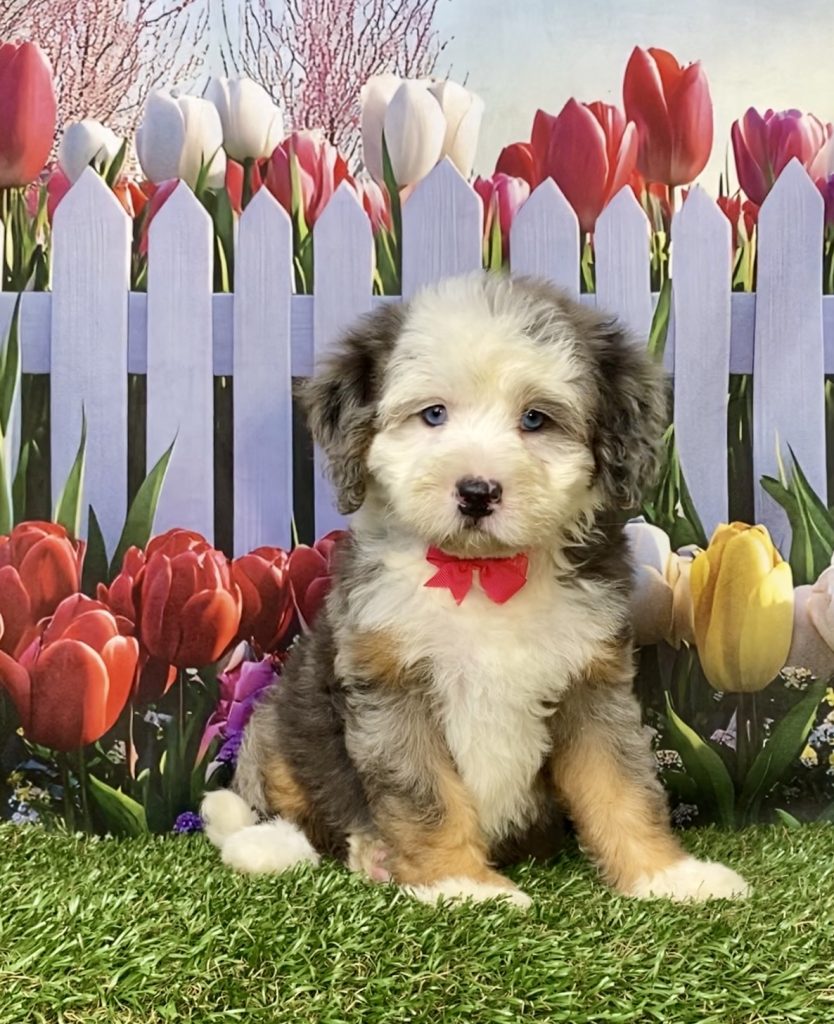 Photo of Ms. Irene the F2 Mini-Bernedoodle puppy