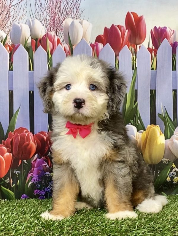 Photo of Ms. Irene the F2 Mini-Bernedoodle puppy