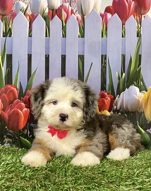 Photo of Ms. Irene the F2 Mini-Bernedoodle puppy
