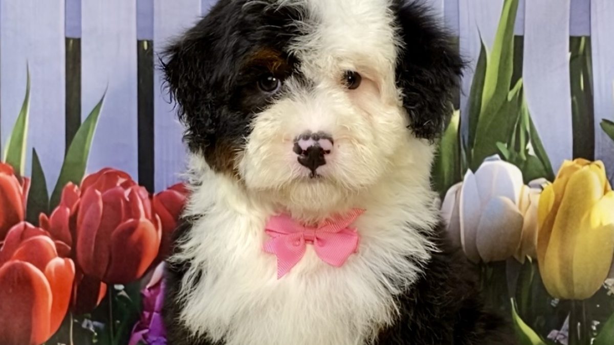 Ms. Izzy The F2 Mini-Bernedoodle | The Bernedoodles