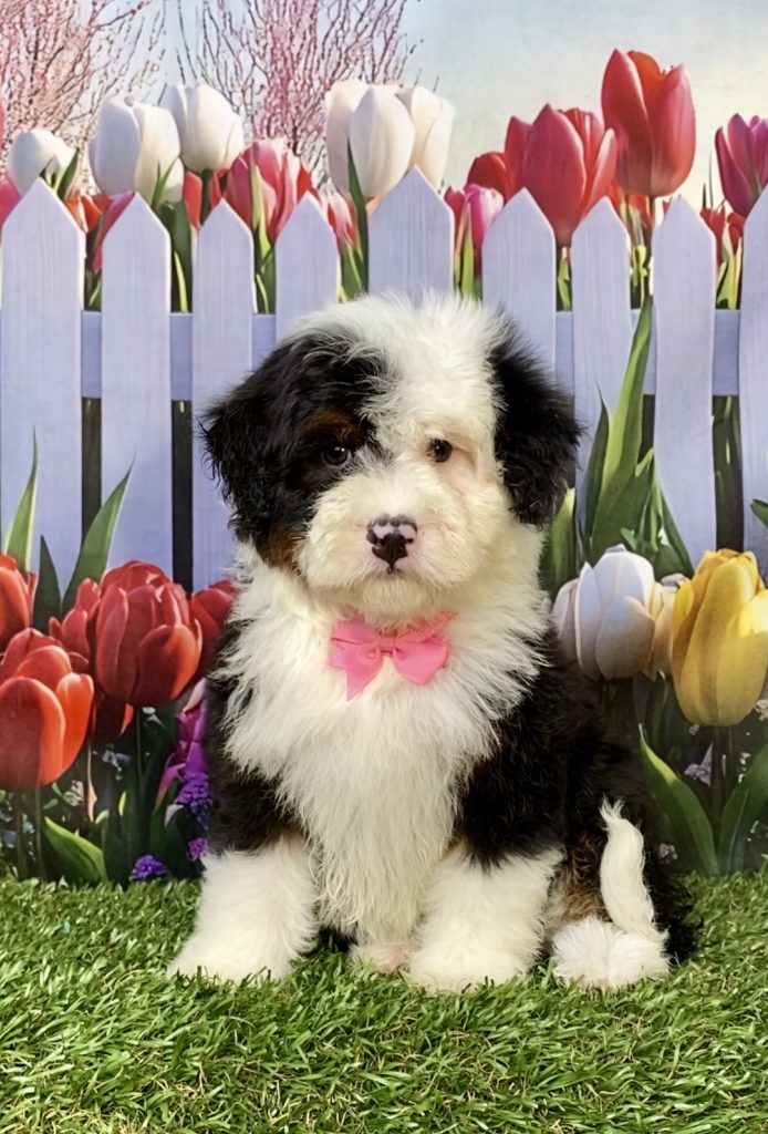 Photo of Ms. Izzy the F2 Mini-Bernedoodle puppy