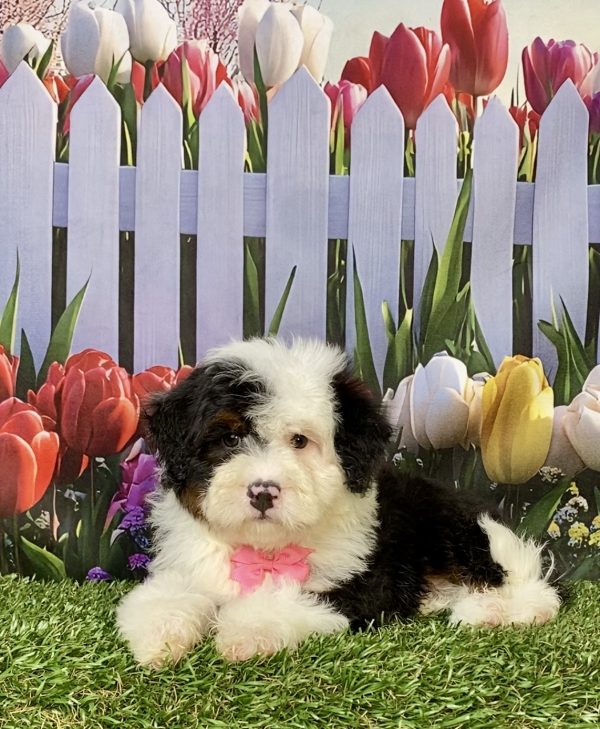 Photo of Ms. Izzy the F2 Mini-Bernedoodle puppy
