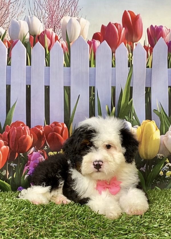 Photo of Ms. Izzy the F2 Mini-Bernedoodle puppy
