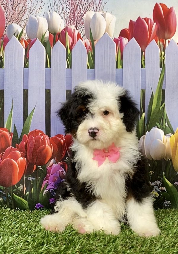 Photo of Ms. Izzy the F2 Mini-Bernedoodle puppy