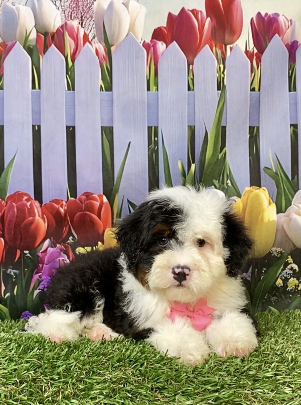 Photo of Ms. Izzy the F2 Mini-Bernedoodle puppy