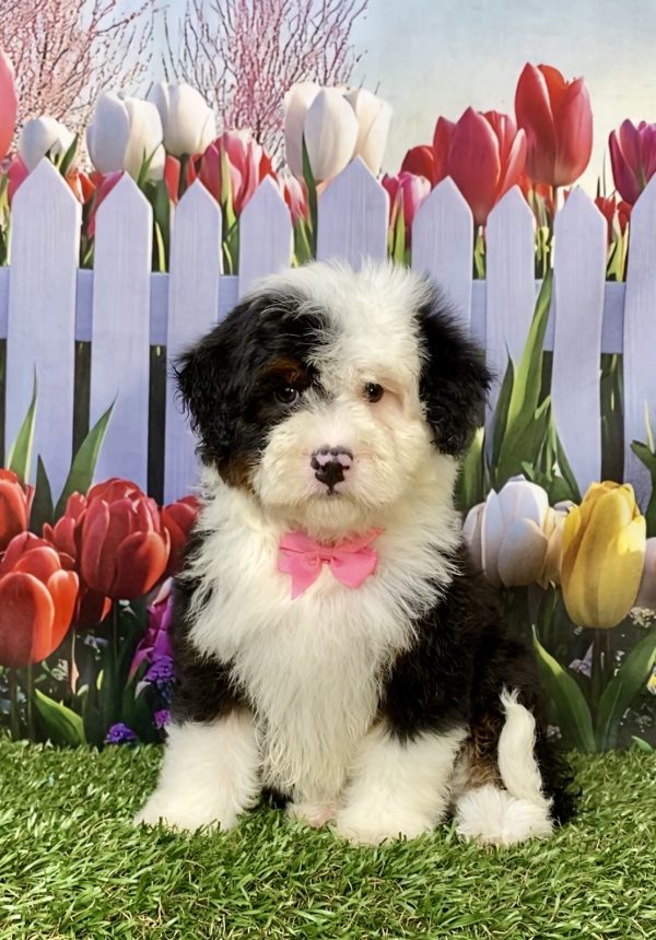 Photo of Ms. Izzy the F2 Mini-Bernedoodle puppy