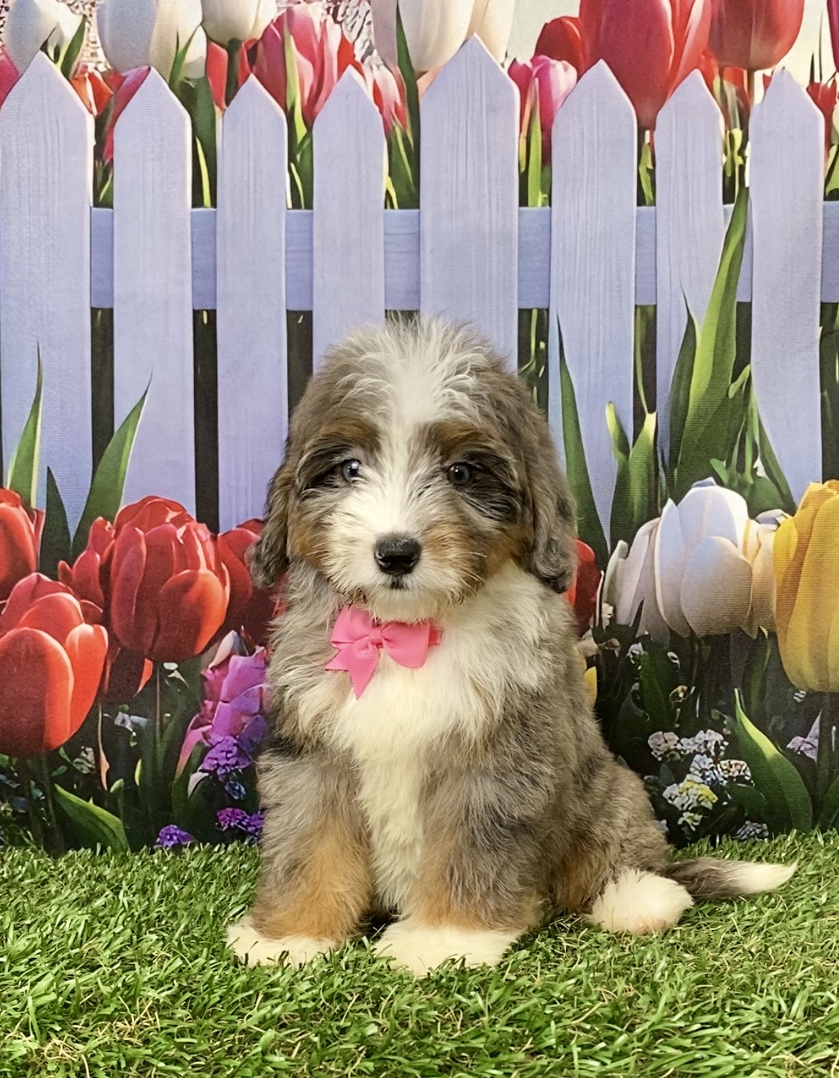 Photo of Ms. Jane the Mini-Bernedoodle puppy