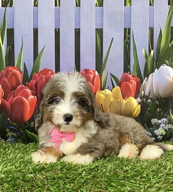 Photo of Ms. Jane the Mini-Bernedoodle puppy