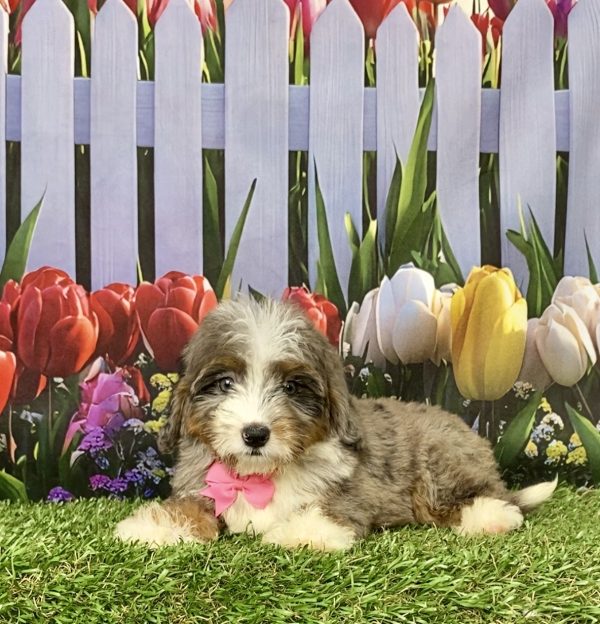 Photo of Ms. Jane the Mini-Bernedoodle puppy