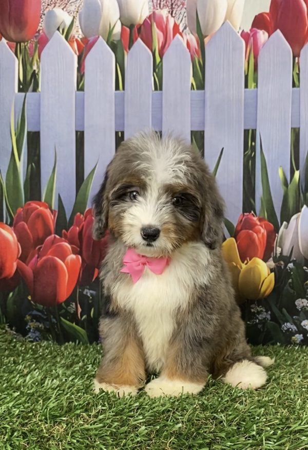 Photo of Ms. Jane the Mini-Bernedoodle puppy