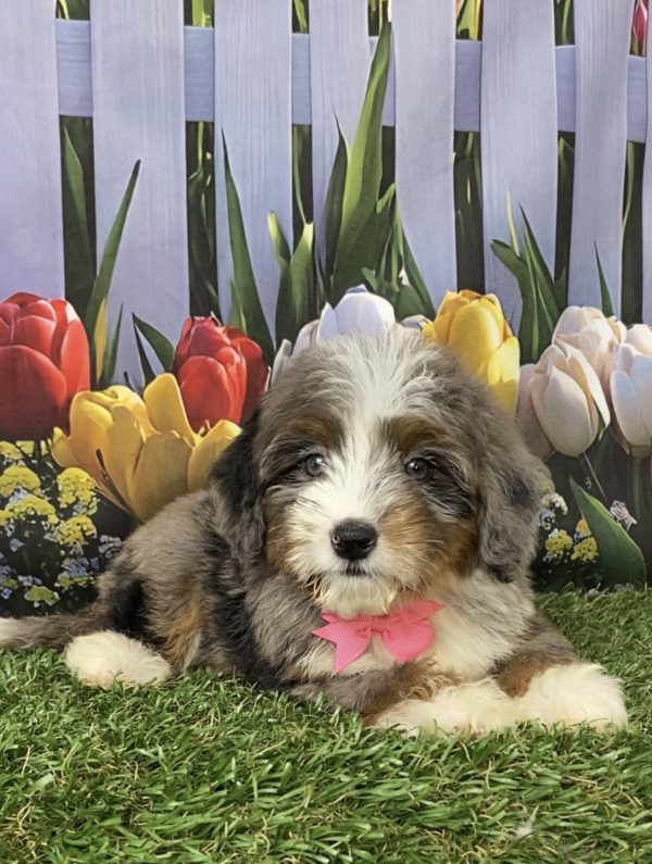 Photo of Ms. Jane the Mini-Bernedoodle puppy