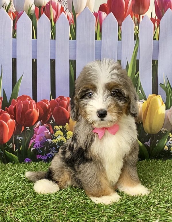 Photo of Ms. Jane the Mini-Bernedoodle puppy