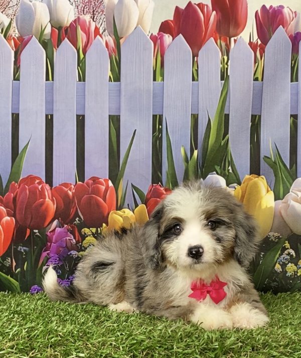 Photo of Ms. Jen the Mini-Bernedoodle puppy
