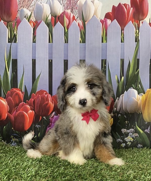 Photo of Ms. Jen the Mini-Bernedoodle puppy