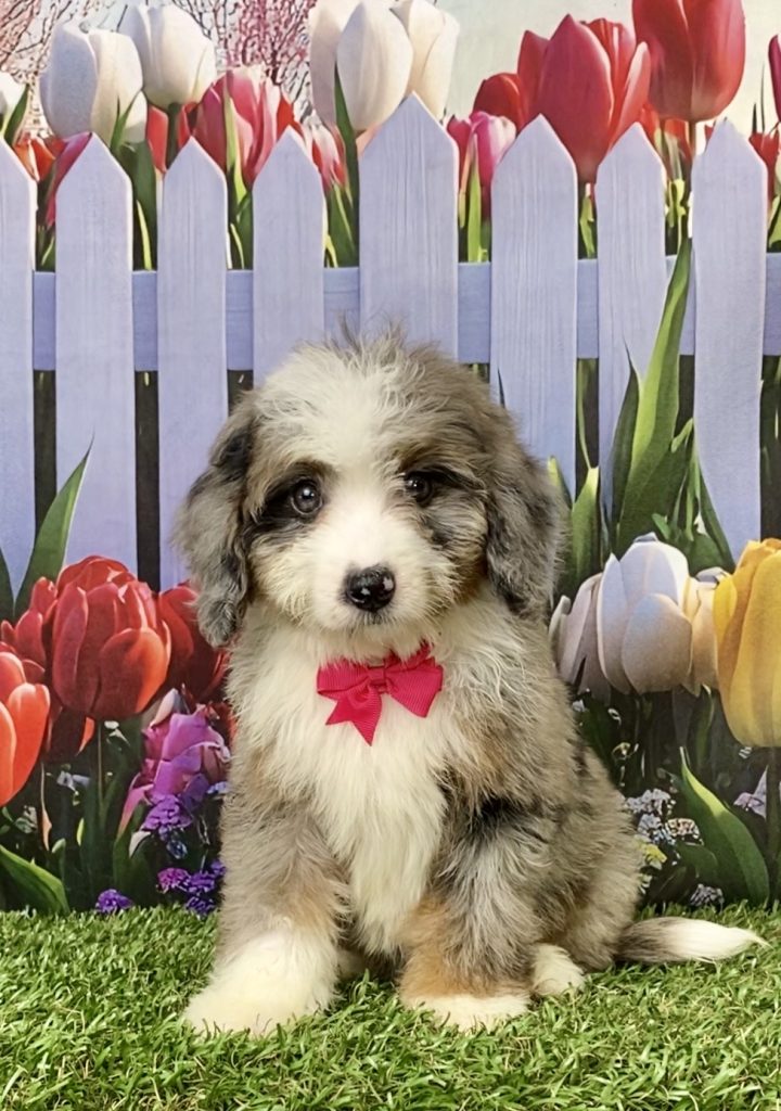 Photo of Ms. Jen the Mini-Bernedoodle puppy
