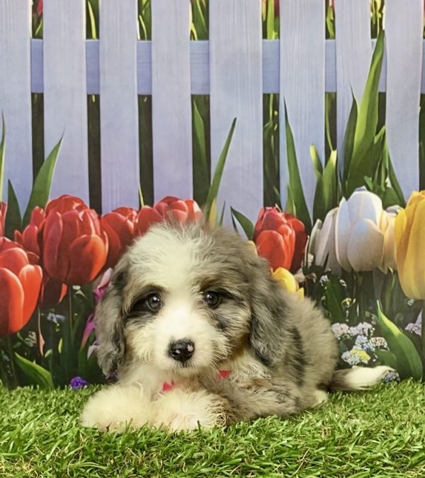 Photo of Ms. Jen the Mini-Bernedoodle puppy