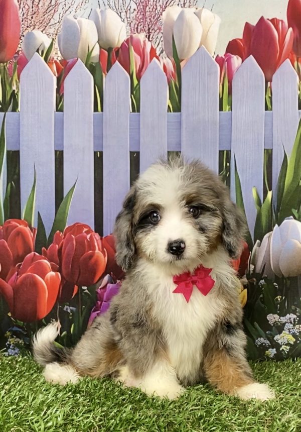 Photo of Ms. Jen the Mini-Bernedoodle puppy