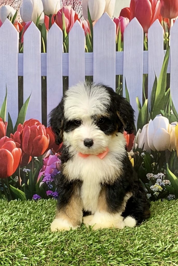 Photo of Ms. Julia the Mini-Bernedoodle puppy