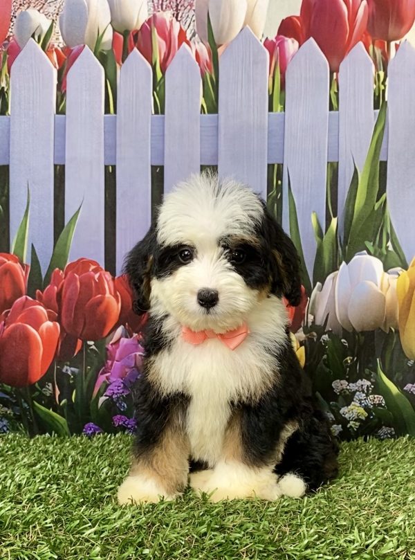 Photo of Ms. Julia the Mini-Bernedoodle puppy