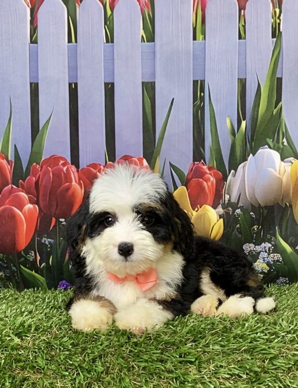 Photo of Ms. Julia the Mini-Bernedoodle puppy