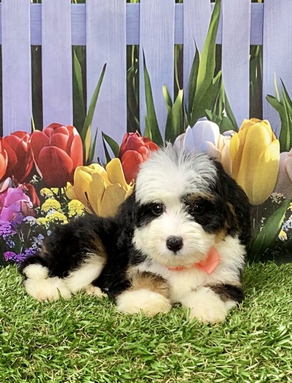 Photo of Ms. Julia the Mini-Bernedoodle puppy