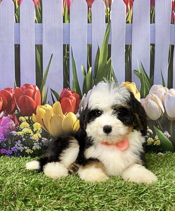 Photo of Ms. Julia the Mini-Bernedoodle puppy