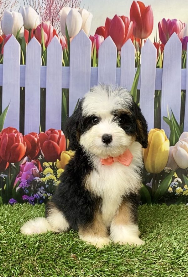 Photo of Ms. Julia the Mini-Bernedoodle puppy