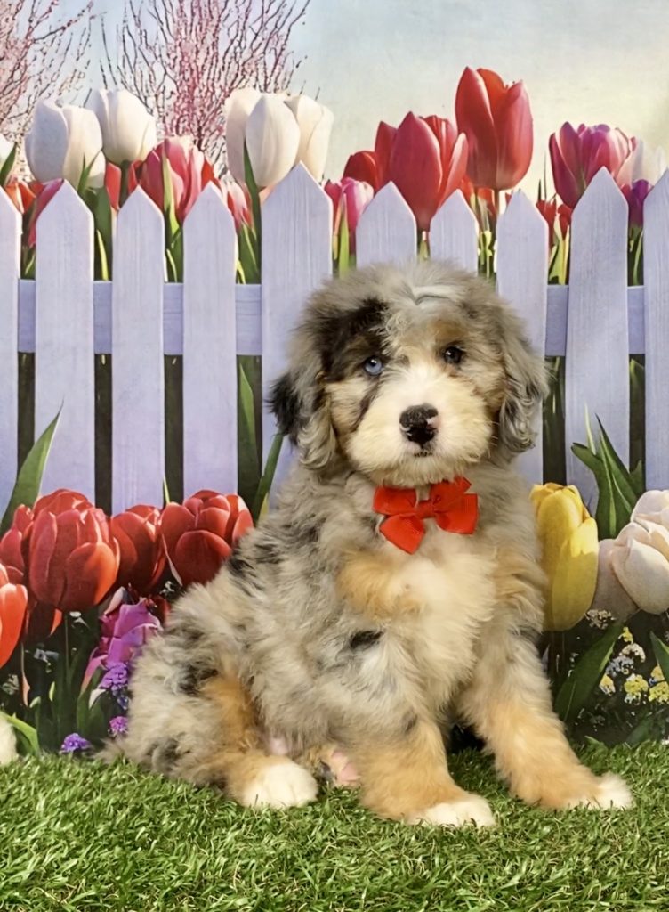 Photo of Mr. Karl the Mini-Bernedoodle puppy