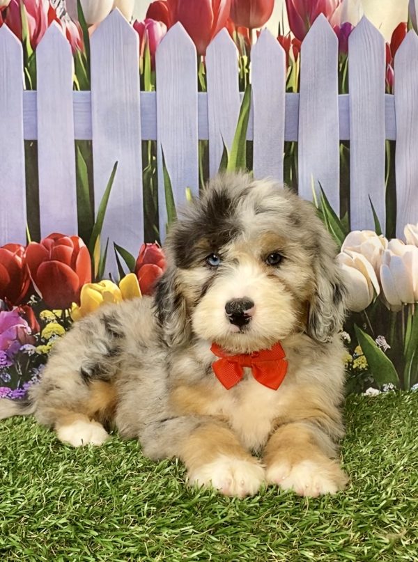 Photo of Mr. Karl the Mini-Bernedoodle puppy