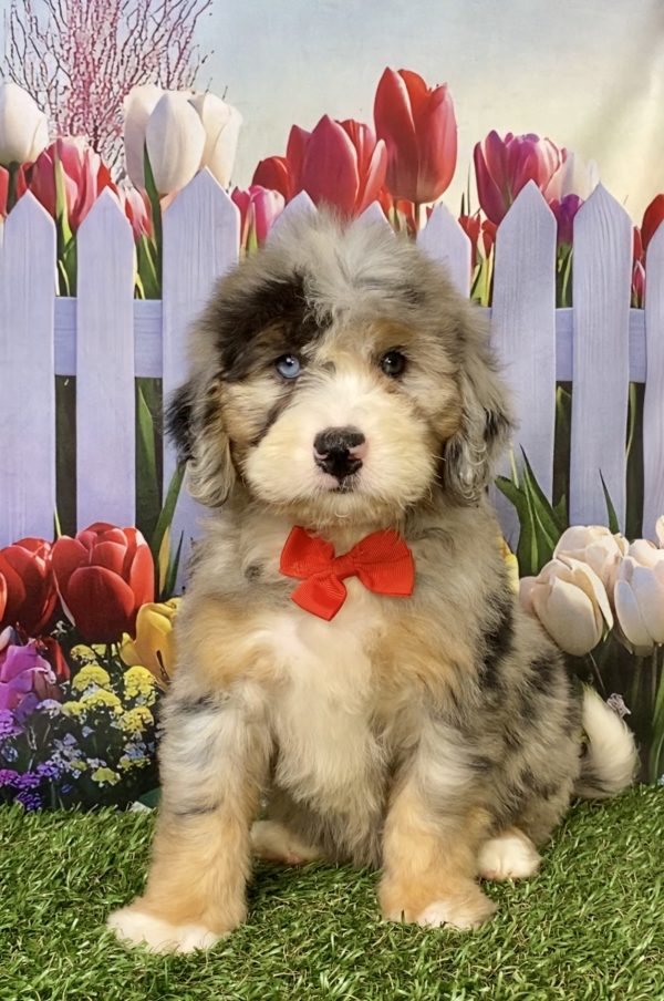 Photo of Mr. Karl the Mini-Bernedoodle puppy